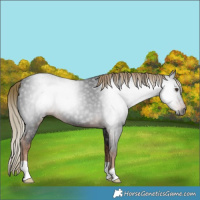 Horse Color:Gray Liver Chestnut 