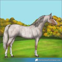 Horse Color:Silver Blue Roan Sabino 