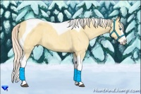 Horse Color:Palomino Dun Splash Tobiano  Brindle