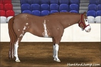 Horse Color:White Spotted Red Roan Splash 