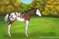 Horse Color:Brown Splash Appaloosa 
