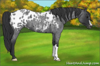 Horse Color:Blue Roan Near Leopard 