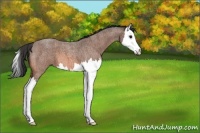 Horse Color:Bay Roan Splash 