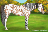 Horse Color:Bay Roan Appaloosa 