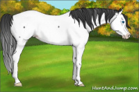 Horse Color:Blue Roan Splash Near Fewspot 