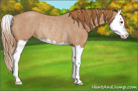 Horse Color:Red Roan Splash Appaloosa Rabicano 