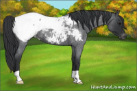 Horse Color:Blue Roan Appaloosa 