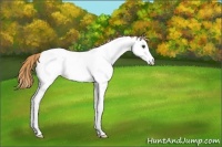 Horse Color:Red Roan Splash Appaloosa 