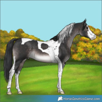 Horse Color:Platinum White Spotted Brown Tobiano 
