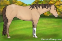 Horse Color:Amber Champagne 