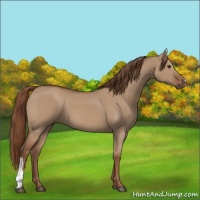 Horse Color:Red Dun 