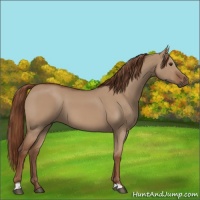 Horse Color:Red Dun 