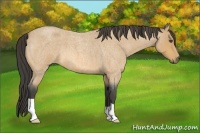 Horse Color:Buckskin Roan 