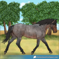 Horse Color:Brown Roan 