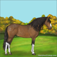 Horse Color:Buckskin 