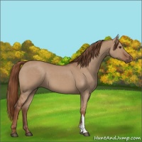 Horse Color:Red Dun
