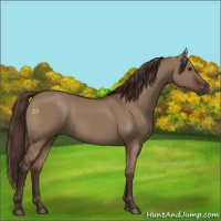 Horse Color:Liver Red Dun 