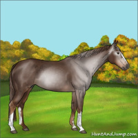 Horse Color:Gray Chestnut 