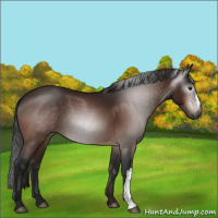 Horse Color:Gray Bay 