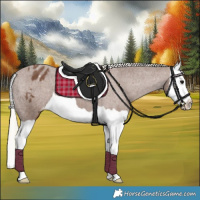 Horse Color:Silver Black Splash Appaloosa