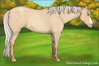 Horse Color:Silver Amber Champagne Roan Splash 