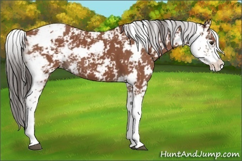 Horse Color:Bay Sabino