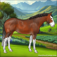 Horse Color:Bay Sabino Splash 