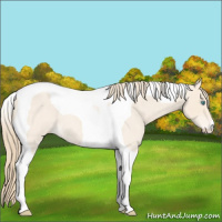 Horse Color:Perlino Roan Tobiano
