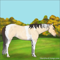Horse Color:Buckskin Roan Dun Tobiano