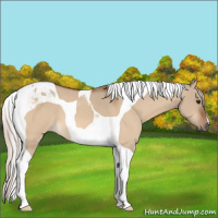 Horse Color:Silver Bay Dun Tobiano