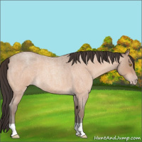 Horse Color:Amber Champagne Roan