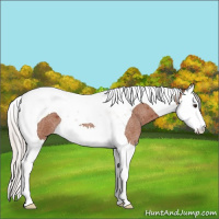 Horse Color:Silver Brown Roan Splash Tobiano 