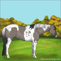 Horse Color:Grullo Tobiano