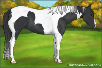 Horse Color:Black Tobiano 