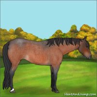 Horse Color:Brown Roan