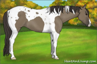 Horse Color:Smoky Grullo Tobiano 