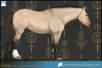 Horse Color:Bay Dun 