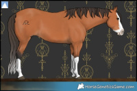 Horse Color:Bay Splash 