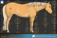 Horse Color:Palomino 