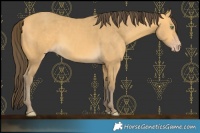 Horse Color:Amber Cream Champagne 