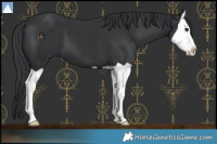 Horse Color:Black Splash 