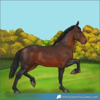 Horse Color:Brown Rabicano 