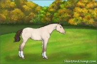 Horse Color:Amber Champagne Roan Dun 