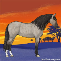 Horse Color:Smoky Grullo Roan 