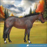 Horse Color:Bay Roan 