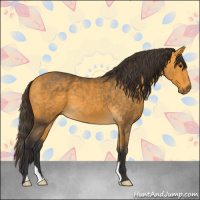 Horse Color:Buckskin 