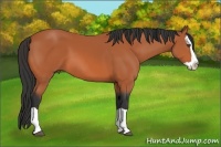 Horse Color:Bay Splash 