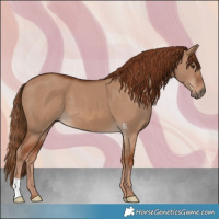 Horse Color:Red Dun 