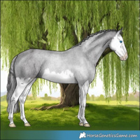 Horse Color:Smoky Black Splash 