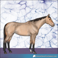 Horse Color:Bay Roan Dun 